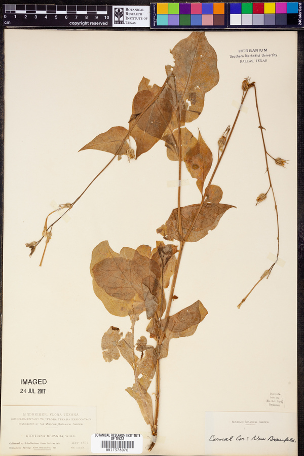 Nicotiana repanda image
