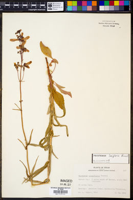 Penstemon laxiflorus image