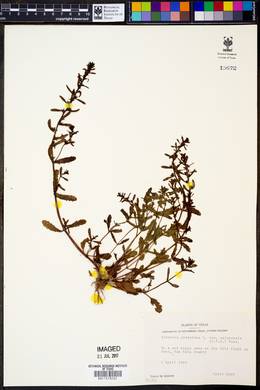 Veronica peregrina subsp. xalapensis image