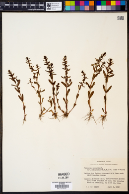 Veronica peregrina subsp. xalapensis image