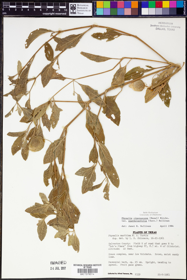 Physalis cinerascens var. spathulifolia image