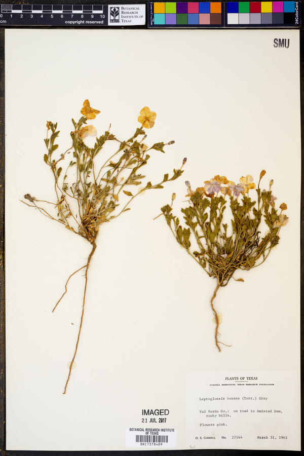 Leptoglossis texana image