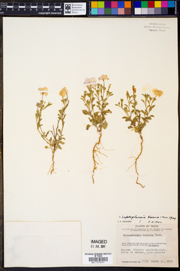 Nierembergia viscosa image