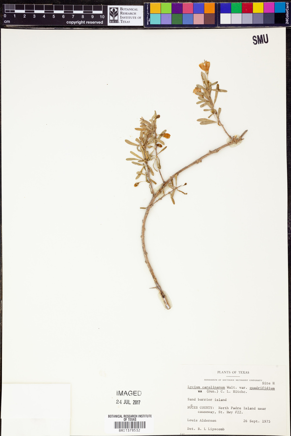 Lycium carolinianum var. quadrifidum image