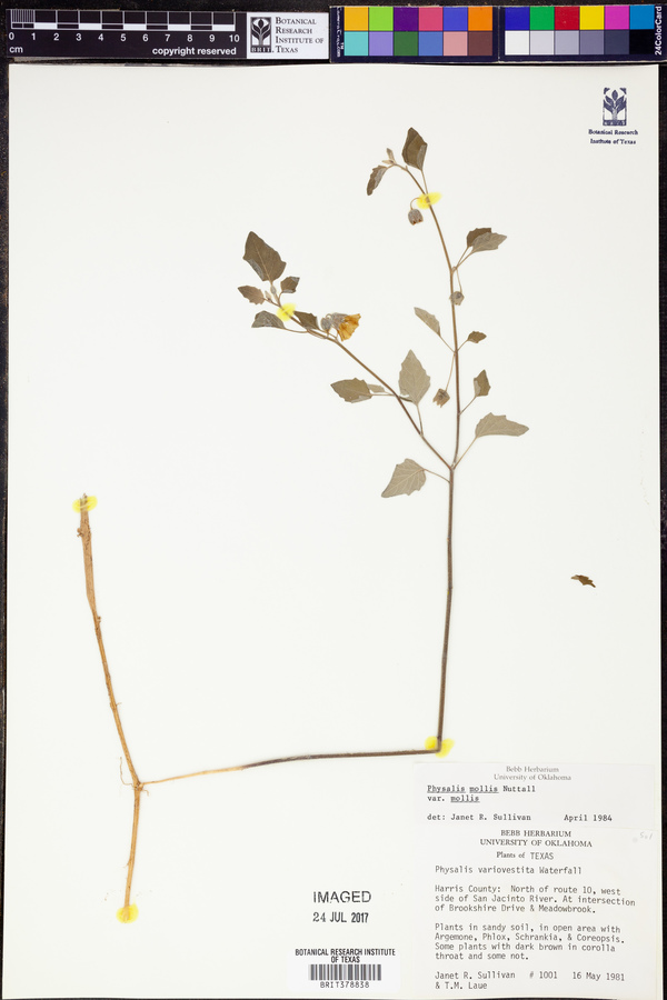 Physalis mollis var. mollis image