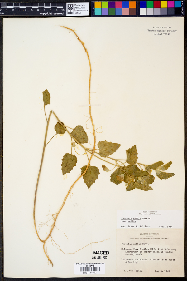 Physalis mollis image