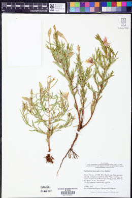 Calylophus hartwegii subsp. fendleri image