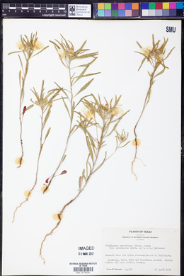 Oenothera berlandieri image