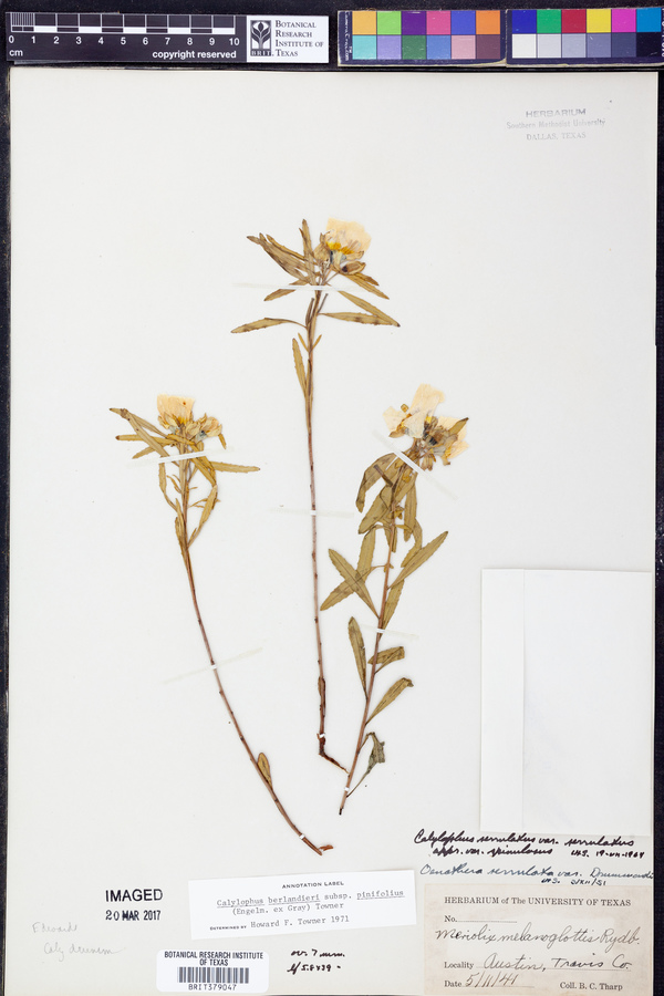 Oenothera berlandieri subsp. pinifolia image