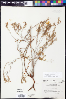 Calylophus berlandieri subsp. berlandieri image