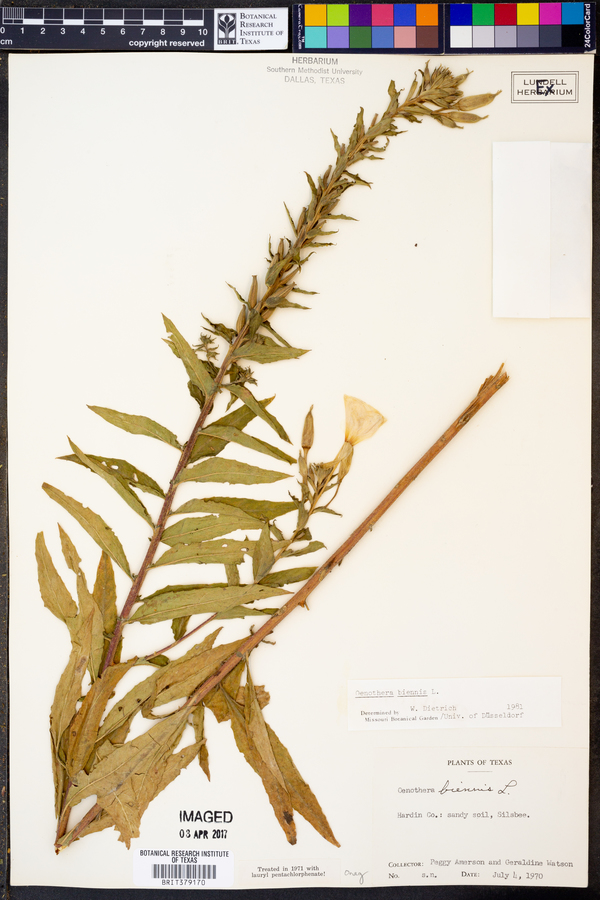 Oenothera biennis image