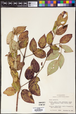 Aralia spinifolia image