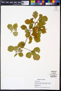 Crataegus viridis image