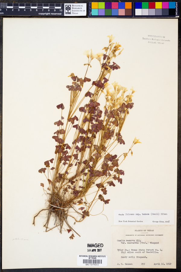 Oxalis priceae subsp. texana image