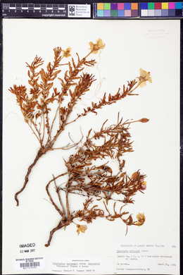 Calylophus hartwegii subsp. maccartii image