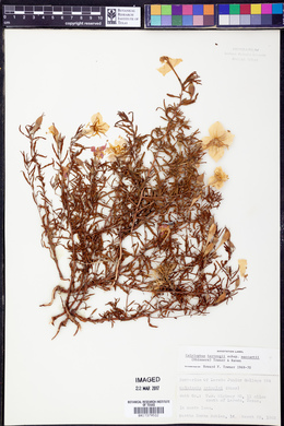 Calylophus hartwegii subsp. maccartii image