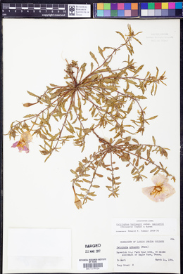 Calylophus hartwegii subsp. maccartii image