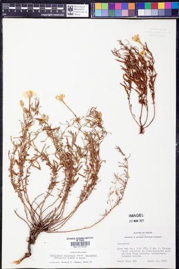 Calylophus hartwegii image