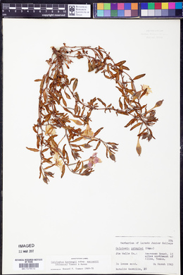 Calylophus hartwegii image