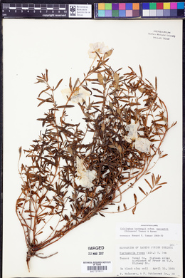Calylophus hartwegii var. maccartii image