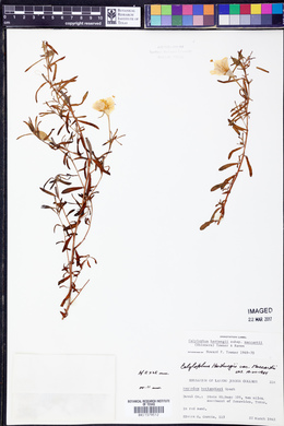 Calylophus hartwegii image