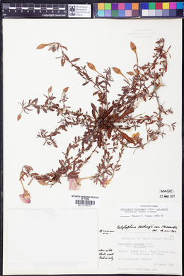 Calylophus hartwegii subsp. maccartii image