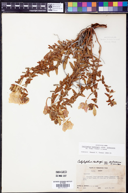 Calylophus hartwegii subsp. pubescens image