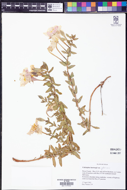Calylophus hartwegii subsp. pubescens image