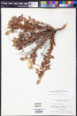 Calylophus hartwegii subsp. pubescens image