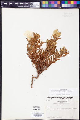 Calylophus hartwegii subsp. pubescens image