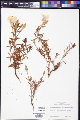 Calylophus hartwegii subsp. pubescens image