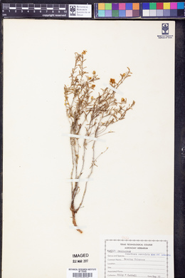 Oenothera serrulata image