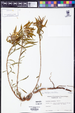 Oenothera serrulata image