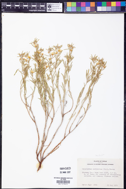 Oenothera serrulata image