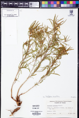 Oenothera serrulata image