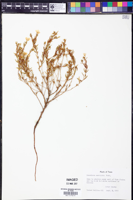 Oenothera serrulata image