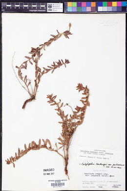 Calylophus hartwegii subsp. pubescens image