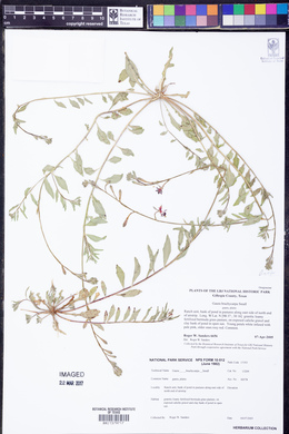 Oenothera patriciae image