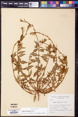 Oenothera patriciae image