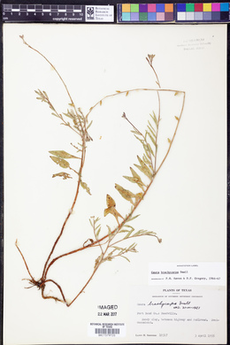 Oenothera patriciae image