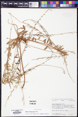 Oenothera patriciae image