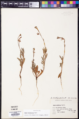 Oenothera patriciae image
