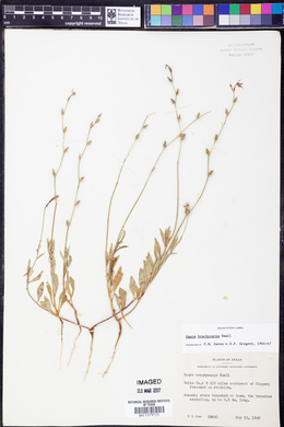 Oenothera patriciae image