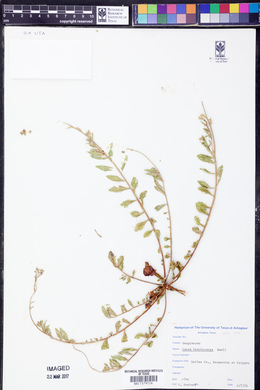 Oenothera patriciae image