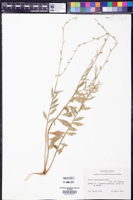Oenothera patriciae image