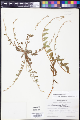 Oenothera patriciae image