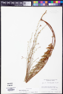 Oenothera patriciae image