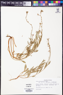Oenothera patriciae image