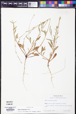 Oenothera patriciae image