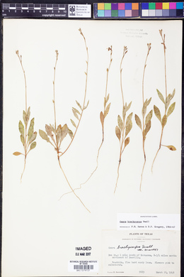 Oenothera patriciae image